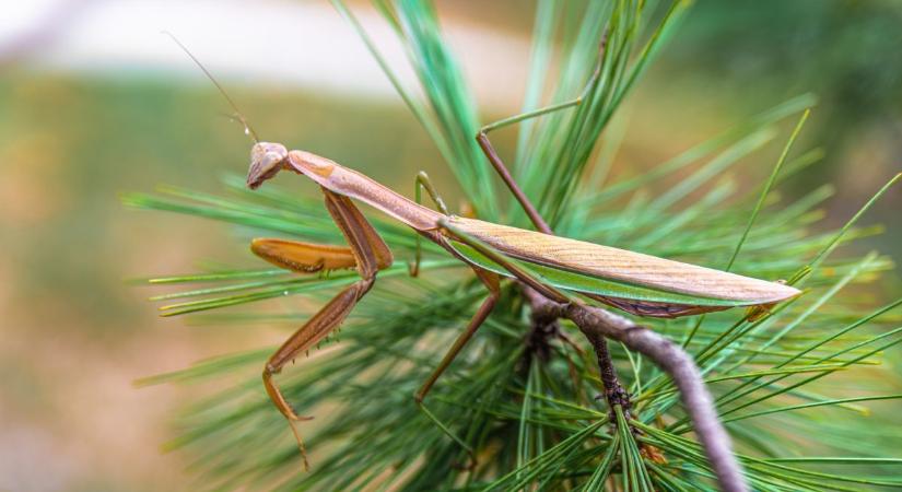 Amikor az anyuka is belép a bogárfogók klubjába