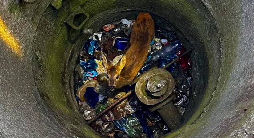 Öt méter mélyre zuhant egy őzgida, a tűzoltók mentették meg