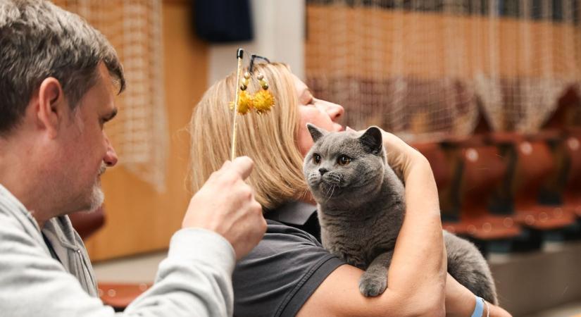 Cuki cicák aranyozzák be a hétvégét, szívmelengető fotókat hoztunk a Győri nemzetközi macskakiállításról