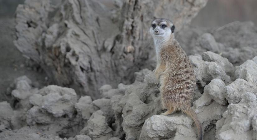 A szurikáták vitték el a show-t a Szegedi Vadasparkban az állatok világnapján – galériával