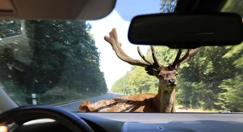 Forgalomkorlátozás van a 6-oson, vadat gázolt egy autó