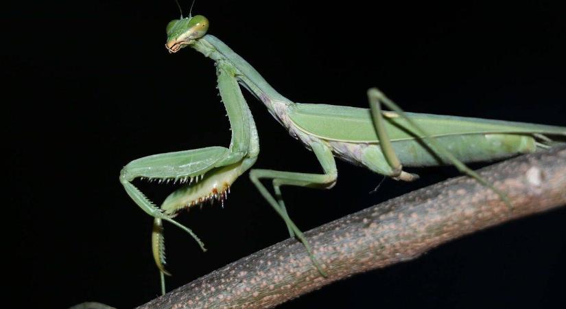 Miben tér el az óriás ázsiai imádkozó sáska a nálunk honos fajtól?