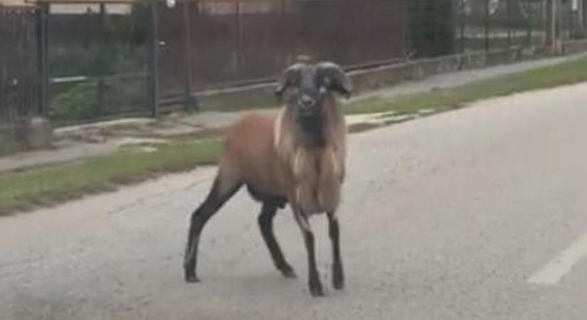 Egy kecske nem csinál nyarat! (videó)