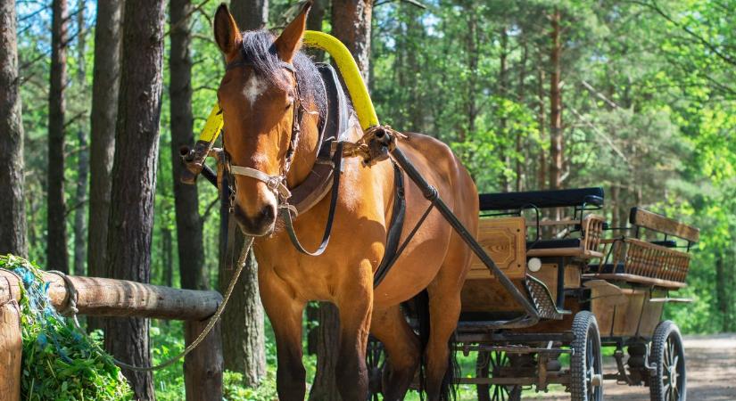 Súlyos baleset az ürömi szüreti felvonuláson