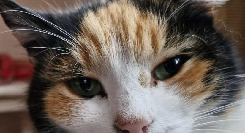 Miért lesz egy macskának három színe? És miért lesz narancssárga egy macska? A fekete-fehér pedig miért nem fehér-fekete?