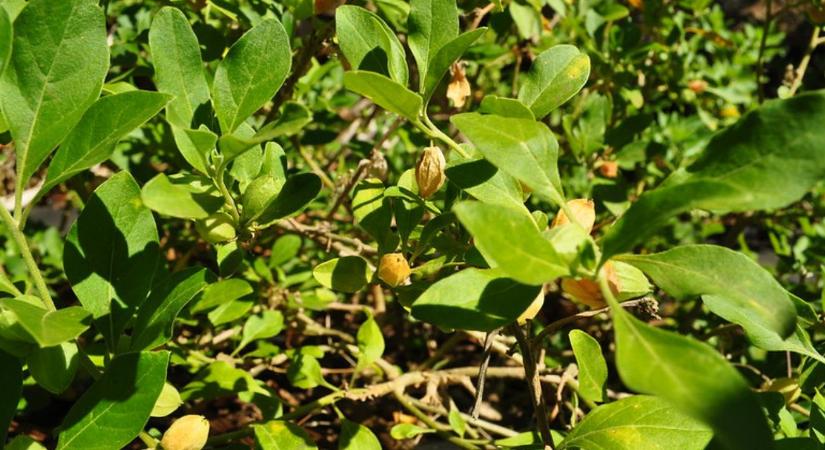 Ashwagandha – Természetes támogatás a stressz, szorongás és alvásproblémák ellen