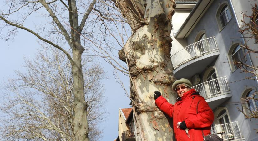 Mobilapp készülne Zalaegerszeg védett fáiért