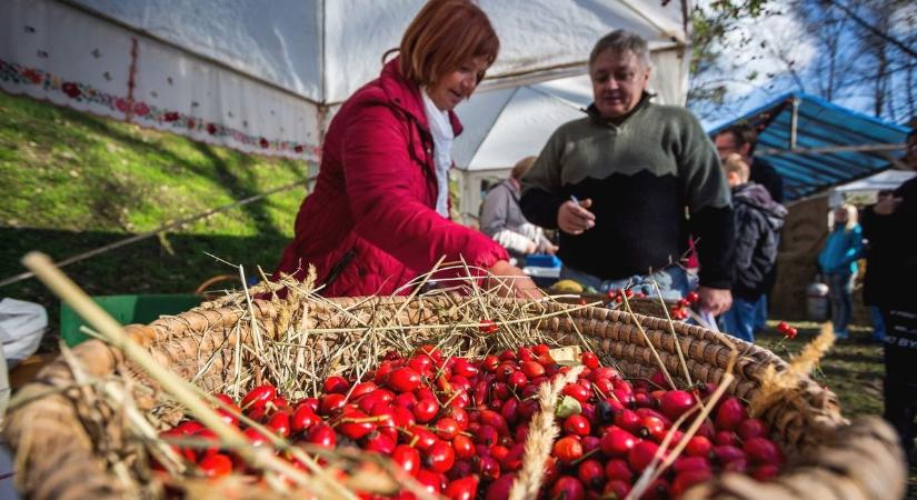 Az őszi erdő szuperételei: ezek a bogyók erősítik az immunrendszered