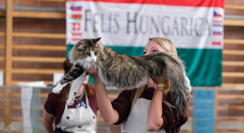 Nemzetközi cica szépségverseny és kiállítás Győrszentivánon