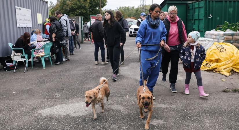 Adományok segítségül: állatok világnapja a győri menhelyen - Sok-sok fotót hoztunk