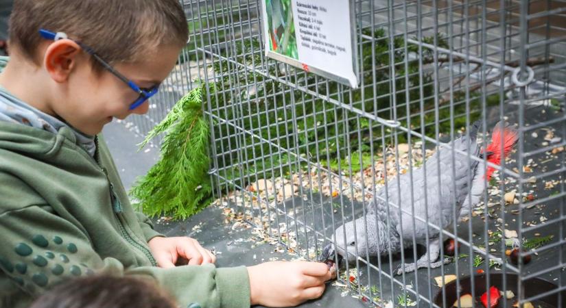 Nemcsak kiállítva voltak a madarak, neveltek is - képekkel, videóval