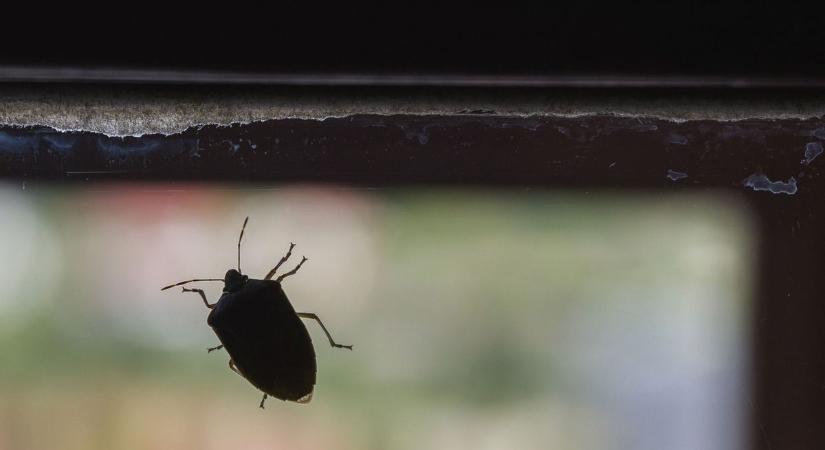 Még időben elcsípheted a poloskákat, így nem jutnak be a lakásba a büdösbogarak