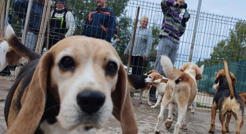 Kis tappancsosok nagy útra készülnek: tizenöt beagle kap új családot októberben – galériával