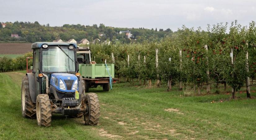 Idén elmarad a szüret fontos hajdú-bihari kertészetekben –zsebbevágó oka neked is fájni fog!
