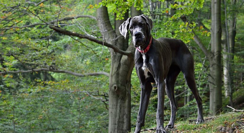 Kutyatámadás Budakeszin: egy póráz nélkül rohangáló dán dog támadt rá egy labradorra az erdőben, a megsebesített kutya néhány nap múlva elpusztult