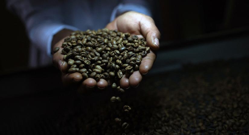Küszködik az arabica, sínylődik a robusta: előkerült egy ismeretlen kávéfajta, ami megmentheti a világot