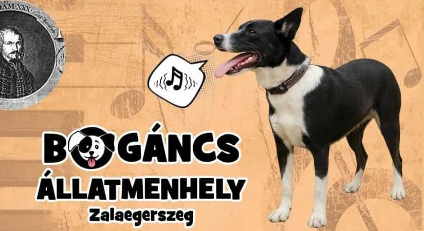 Az állatmenhely javára adnak koncertet a növendékek