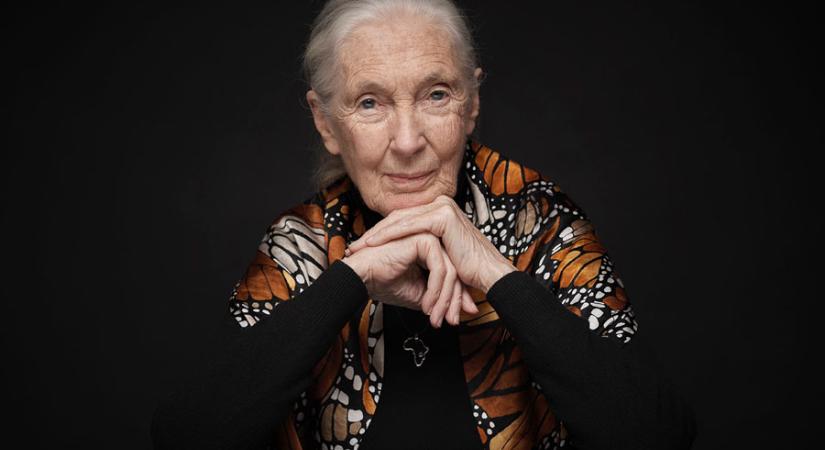 91 éves korában elhunyt Dr. Jane Goodall