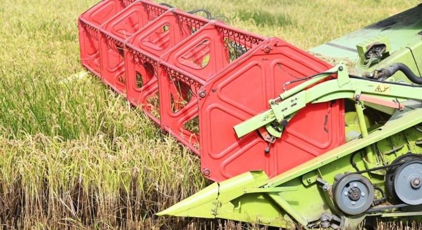 Különleges aratás a Nagykunságban, nem minden napi terményt aratnak