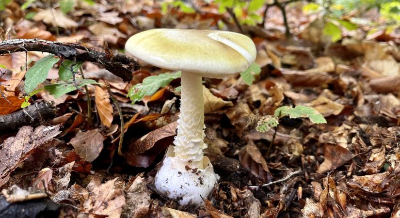 Szakértők figyelmeztetnek, óvatosan, mihez nyúlunk a hazai erdőkben