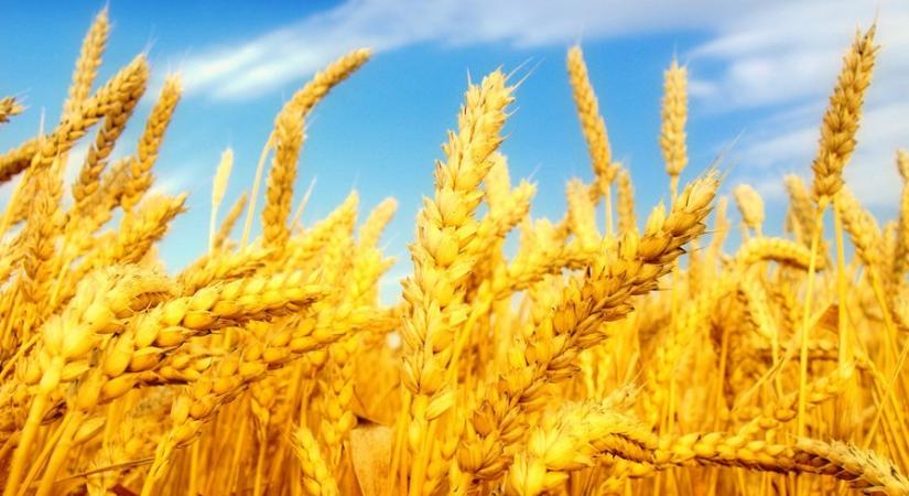 A FAO 2,971 milliárd tonnára javította a 2025-ös globális gabonatermés-előrejelzését