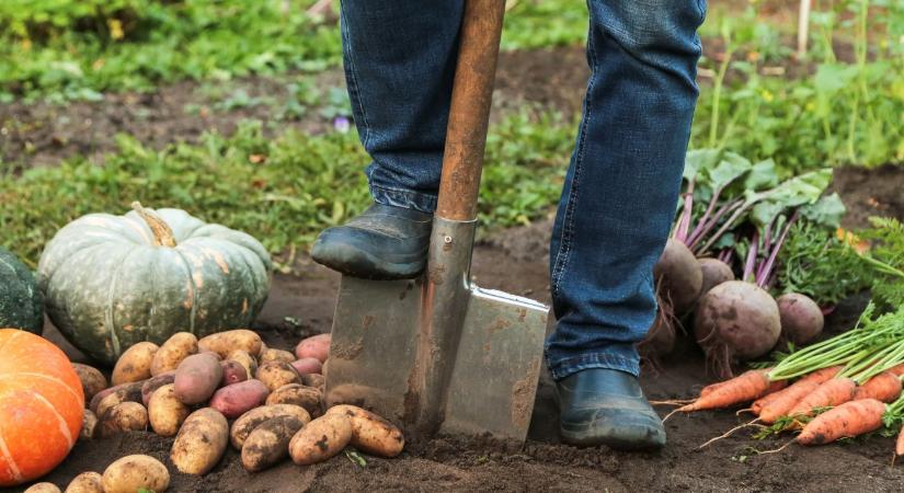 Hogyan óvhatod meg a kerted vegyszerek nélkül?