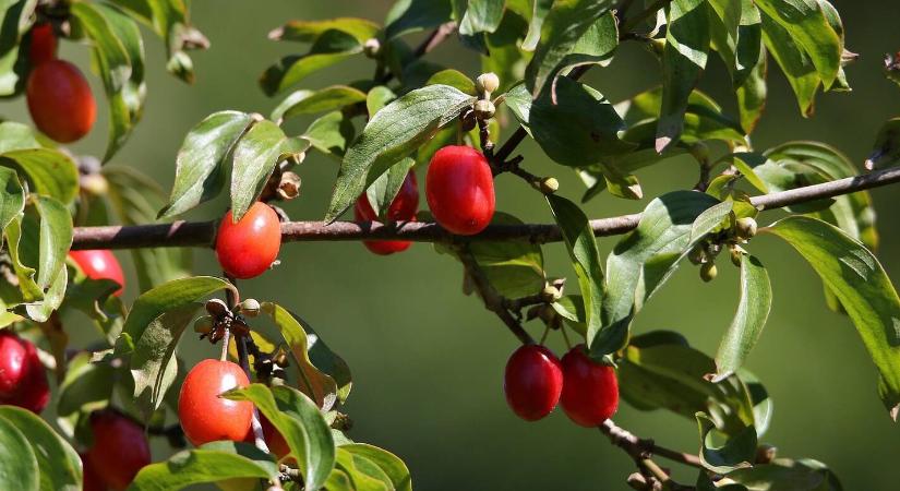 Bogyós gyümölcsök ősszel – ezeket érdemes termeszteni
