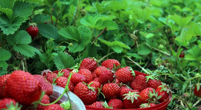 Visszaesett Franciaországban a szamócatermés