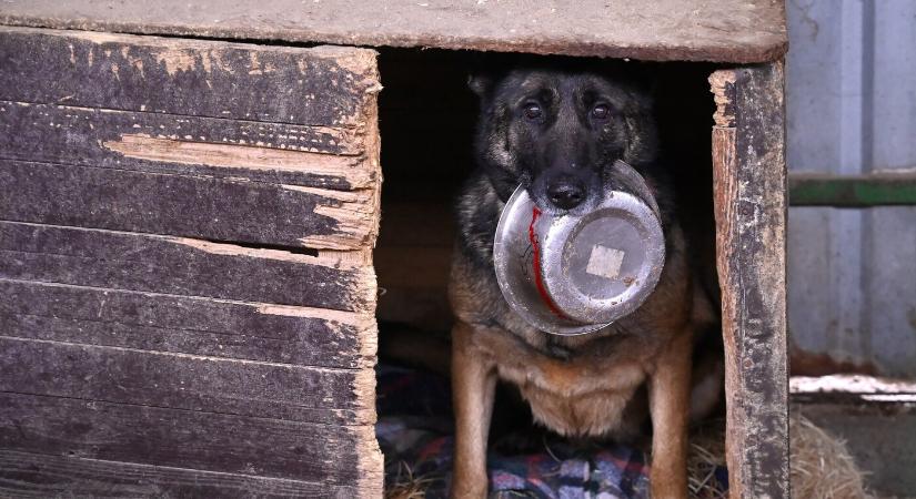 Rúgta, ütötte és vonszolta kutyáját – felfüggesztett börtönre ítélték az állatkínzót