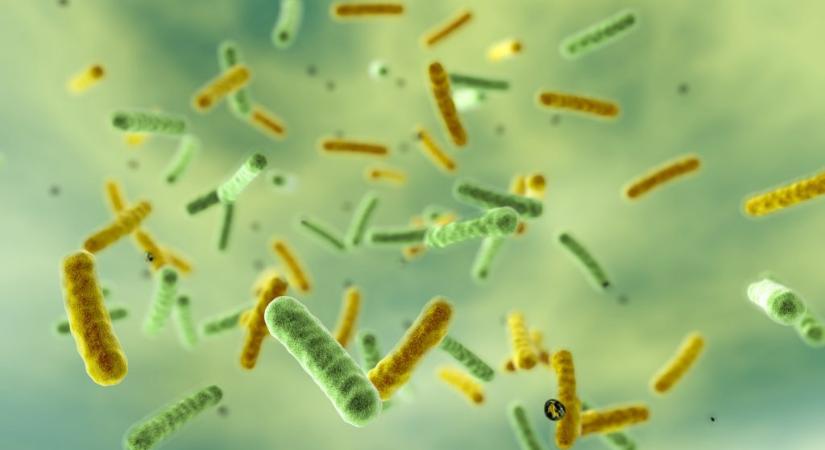 Tudósok megörökítették, ahogy az antibiotikum leszámol a baktériumokkal
