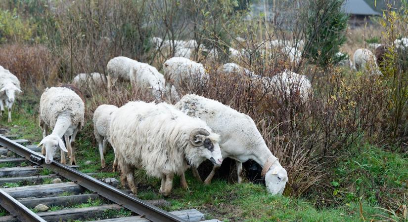Sínek közé tévedt a birka, bíróság előtt a gondatlan gazda