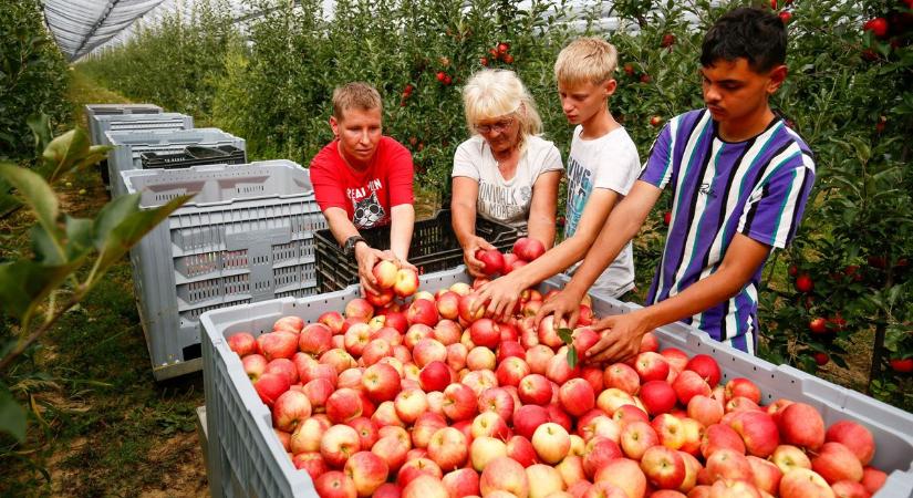 Ezt kevesen tudják: Zalában készül az ország egyik legkülönlegesebb itala (galéria)