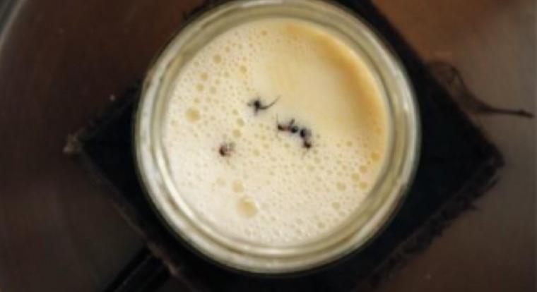 Hangyás joghurt: ősi bolgár hagyományból született modern gasztronómiai kísérlet