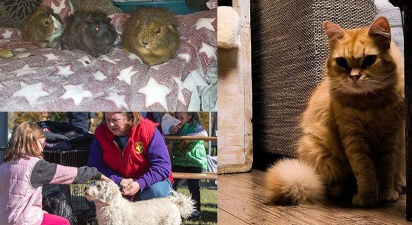 Lucifer macska nézése a poklot is befagyasztja – olvasóink fotóival is megünnepeljük az állatok világnapját