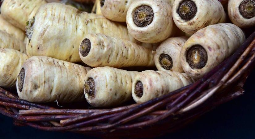 Kihívások a gyökérpetrezselyem termesztésében