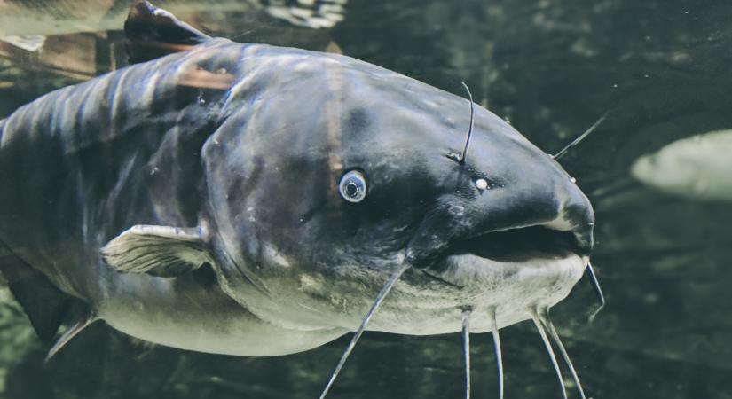 Ijesztő, mekkora halat fogtak Magyarországon: láttál már ekkorát?