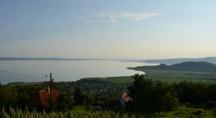 Fertőzött zónát jelöltek ki két magyar térségben: agresszív betegség terjed