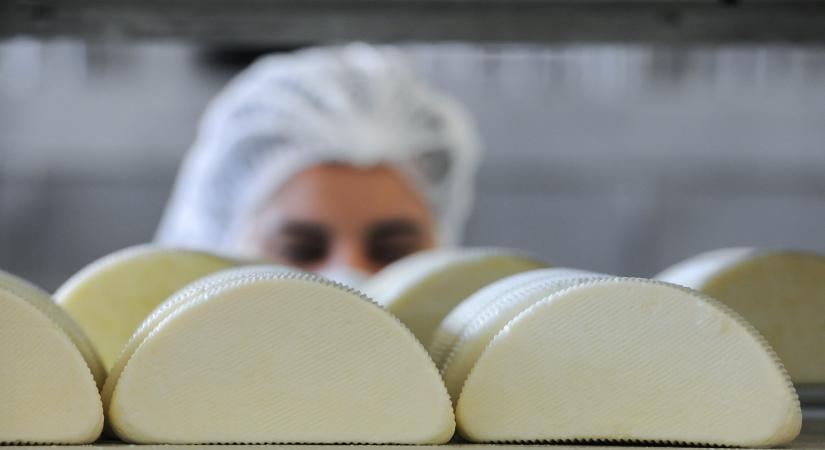 Óriási változás jön a trappista sajtnál