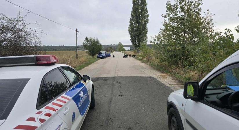 Kutyák támadtak egy nőre Pécelen, aki súlyosan megsérült, az állatok közül többet ki kellett lőni