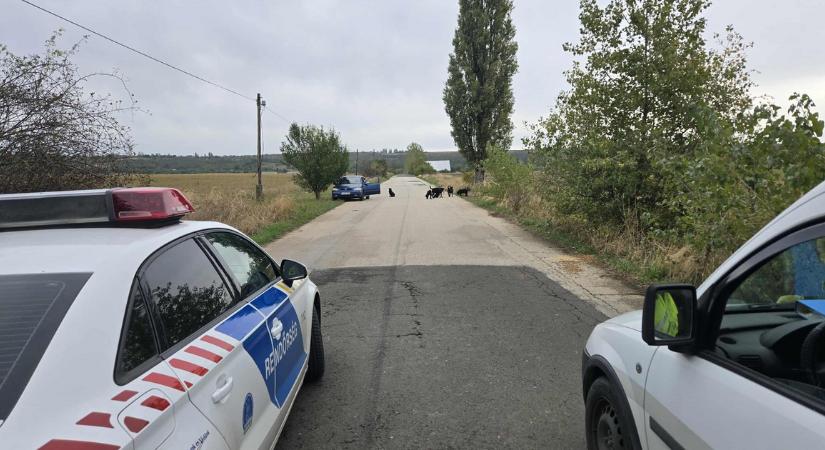 Kutyák támadtak meg egy embert Pécelen, hat kutyát ki kellett lőni