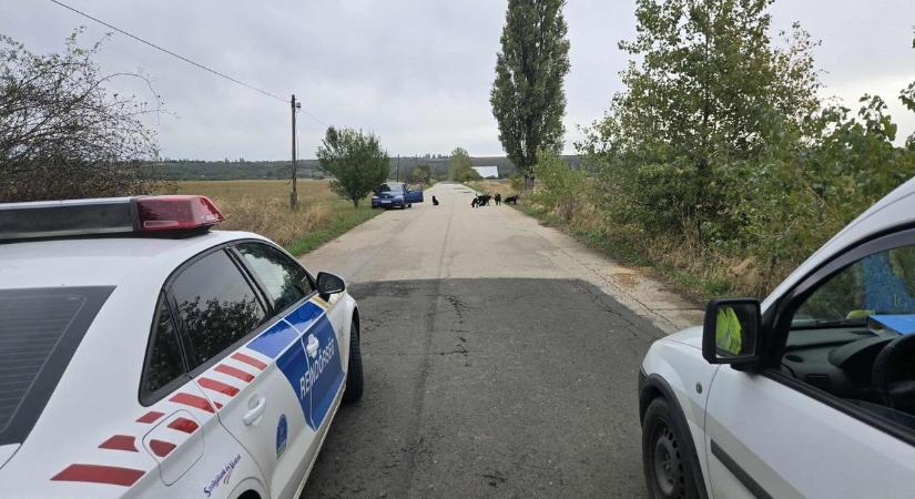 Horror Pécelen: hat agresszív, falkában támadó kutyát kellett lelőnie egy vadásznak