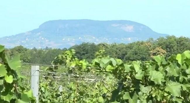 Újabb borvidékeken jelent meg a veszélyes szőlőbetegség