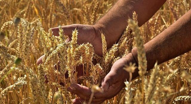 Az FAO 2,971 milliárd tonnára javította a 2025-ös globális gabonatermés-előrejelzését