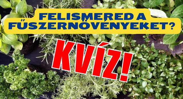 Kvíz: Felismered a fűszernövényeket frissen, a kertben is?