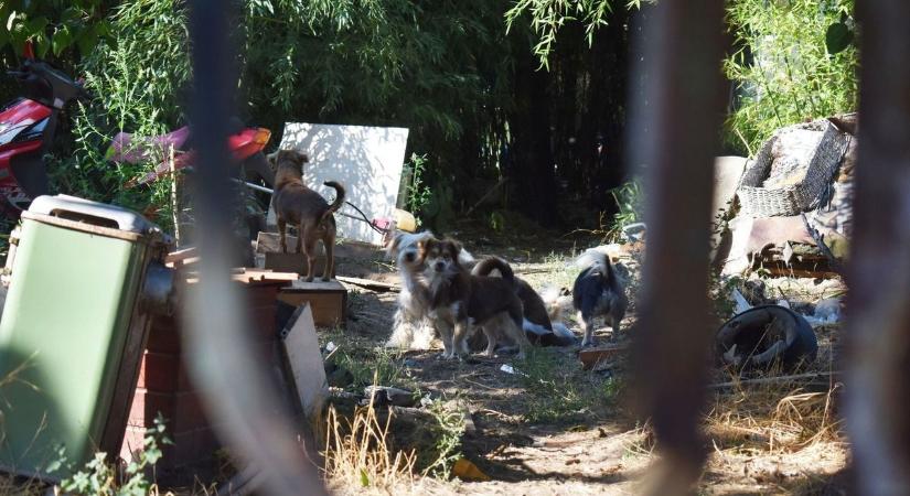 Pánik a város szélén – elszabadult állatok riogatják a lakosokat