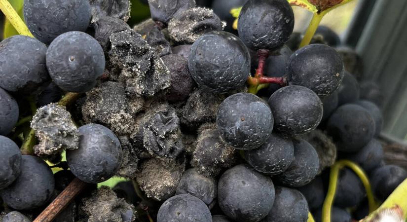 Kertészeti növényvédelmi előrejelzés: kezdődik a védekezési szezon