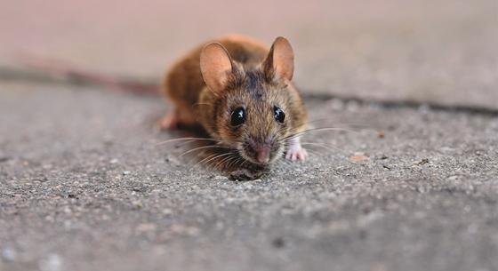 Német kutatók elérték, hogy újra járni tudjanak a bénult egerek