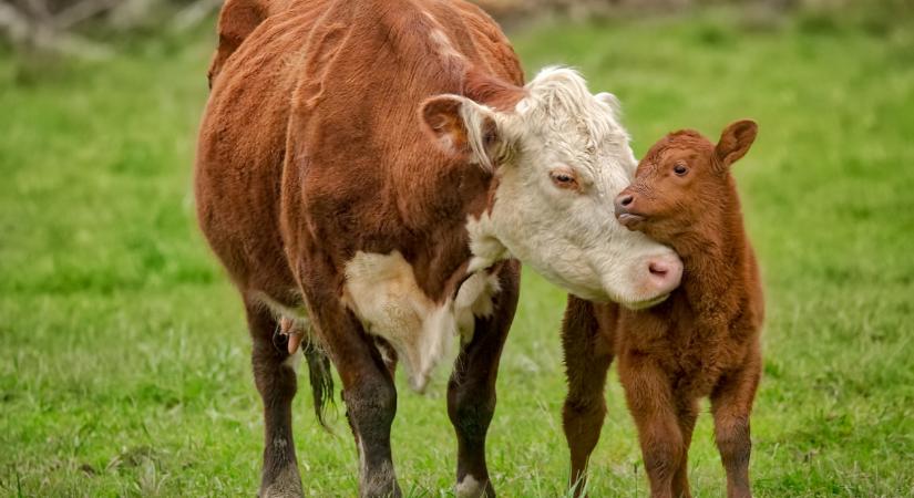 Óriási a félelem: rettegett vírus ütötte fel a fejét Spanyolországban