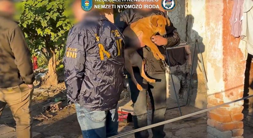 Kutyákat egymásnak uszító Heves megyei tiniket fogtak el a rendőrök