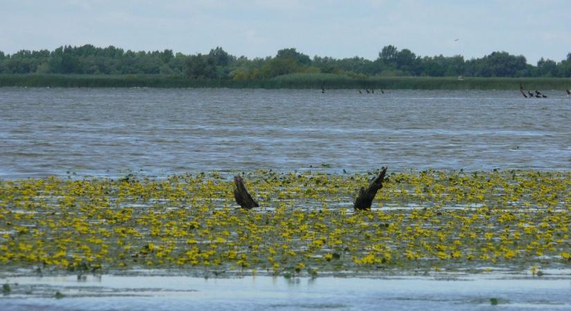 Eldőlt, mikor állítják be a Tisza-tó téli vízszintjét – mutatjuk, hogyan történik a beavatkozás